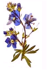 флористика картины