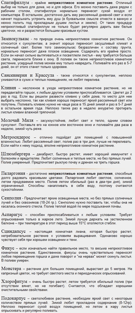 Пересадка комнатных растений в домашних условиях Пересадка комнатных растений в домашних условиях